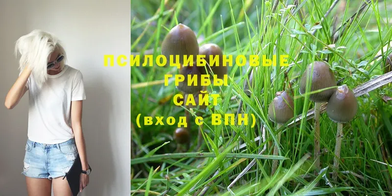 где можно купить   Кизел  Псилоцибиновые грибы Magic Shrooms 